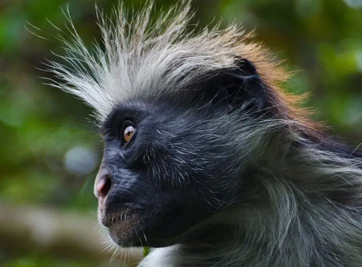 Red Colobus